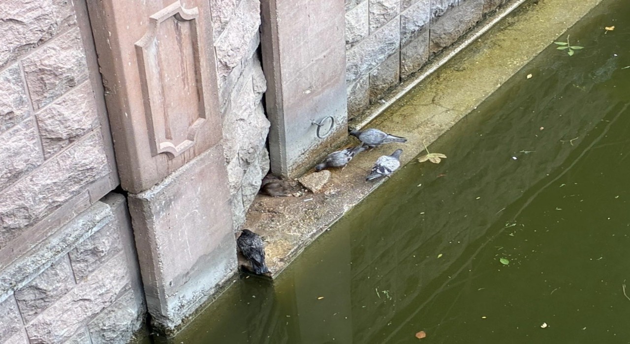 Güvercinler ve fareler yemeklerini paylaştı