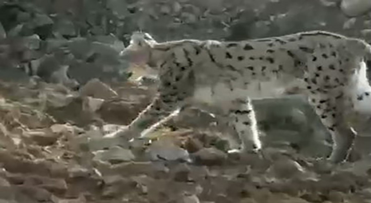 Hakkaride vaşak görüntülendi