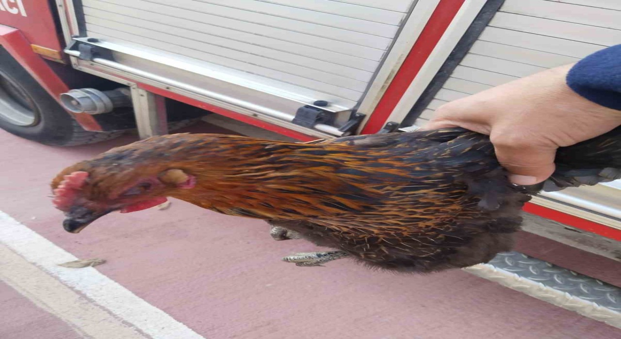 Harşit Çayına düşen tavuğu itfaiye kurtardı