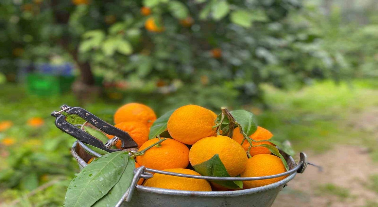 Havran Mandalinasında hasat vakti