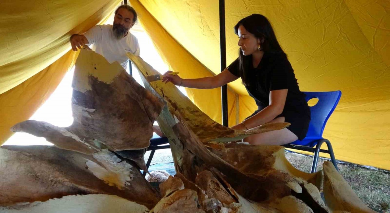 Heyecanlandıran keşifte 16 metrelik balinanın kemikleri birleştirilmeye başlandı