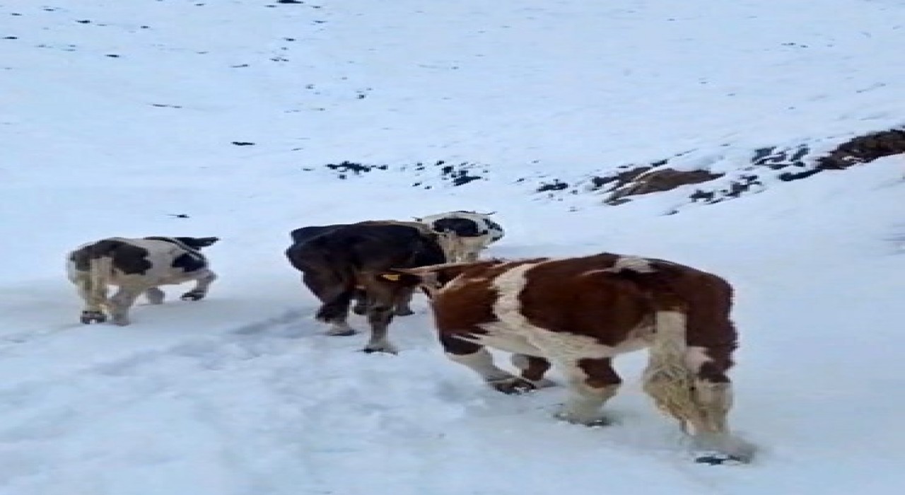 Hizanda yayladaki hayvanlar kara hazırlıksız yakalandı