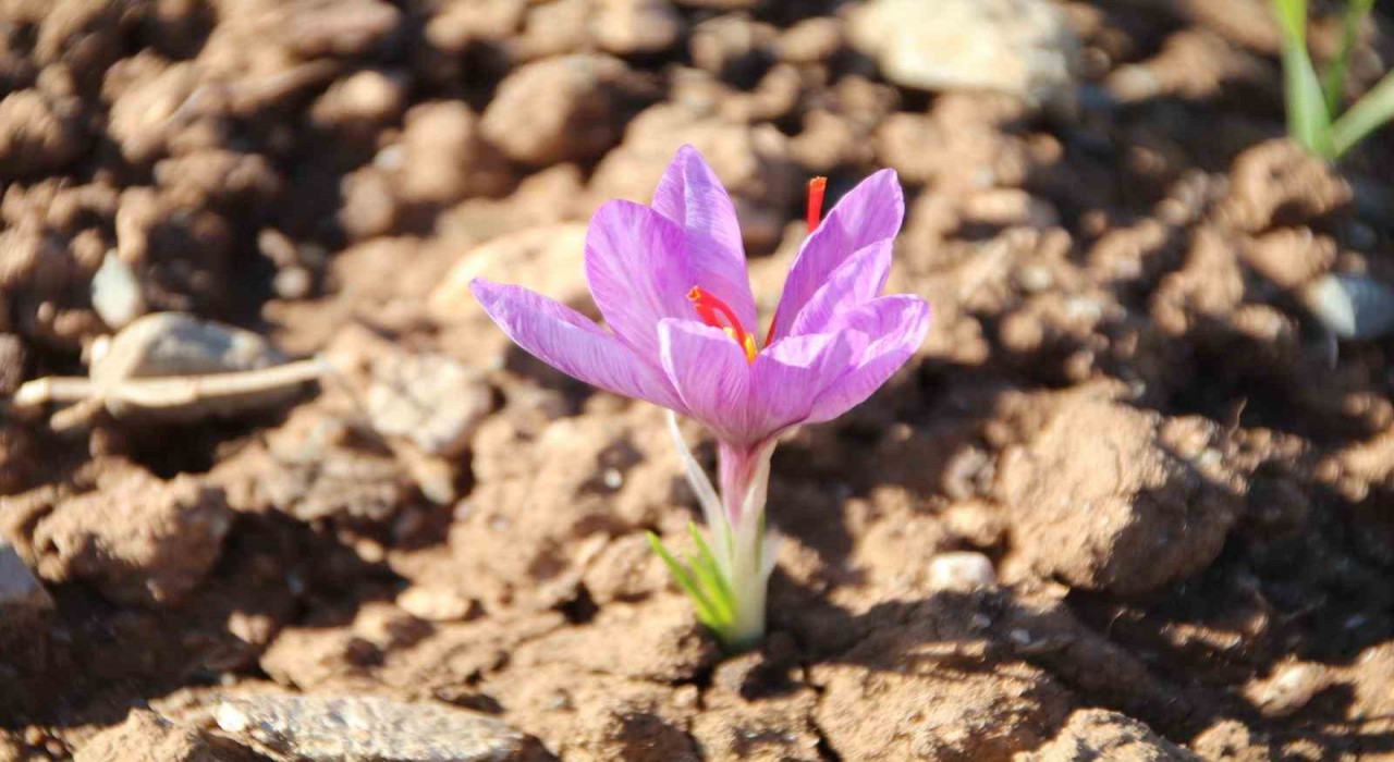 Honaz Belediyesi Yerel Tohum Merkezinde safran soğanları filizlenmeye başladı