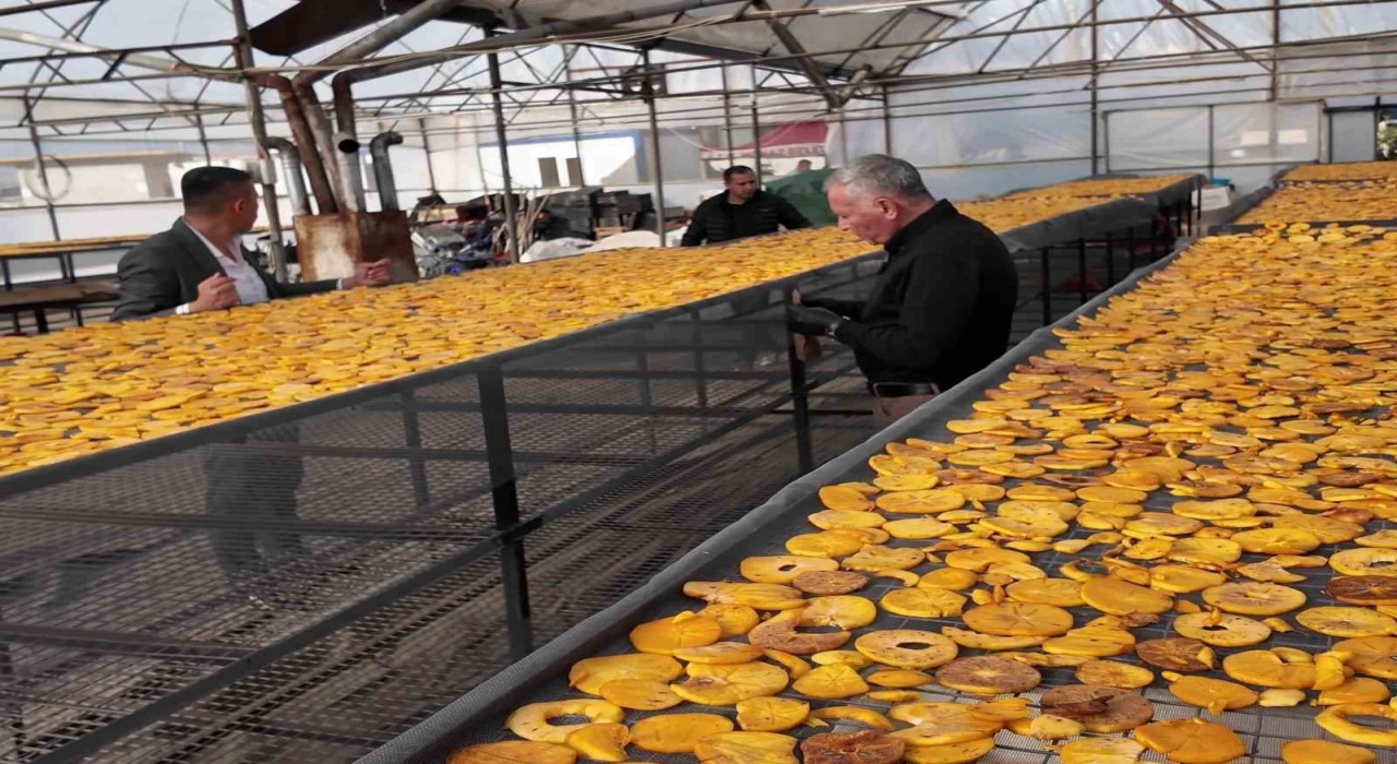 Honazın meşhur cennet hurması bu kez cips olarak damakları şenlendirecek