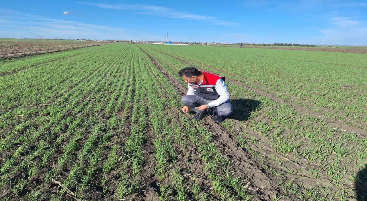 Hububat tarlalarında ekin kambur böceği tehlikesi