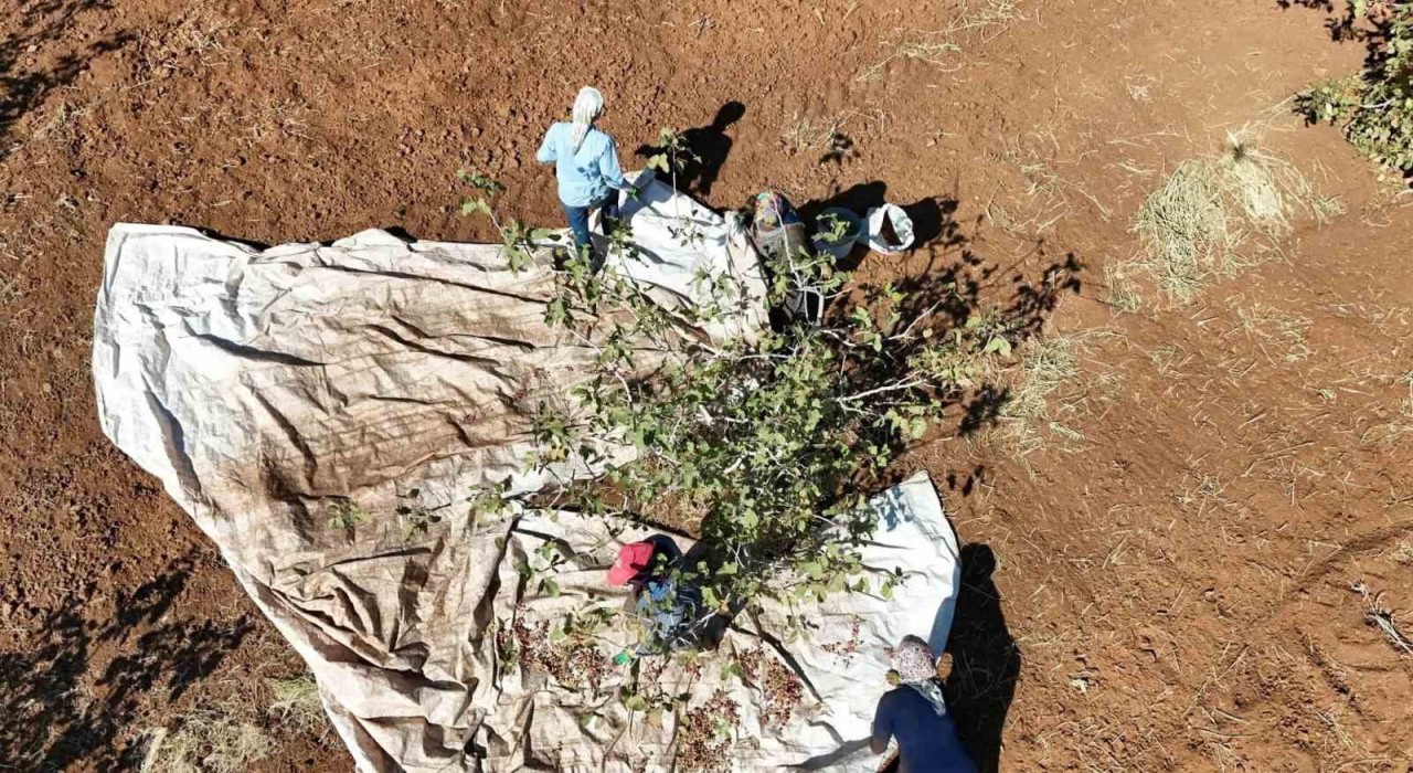 İdilde fıstık hasadı başladı