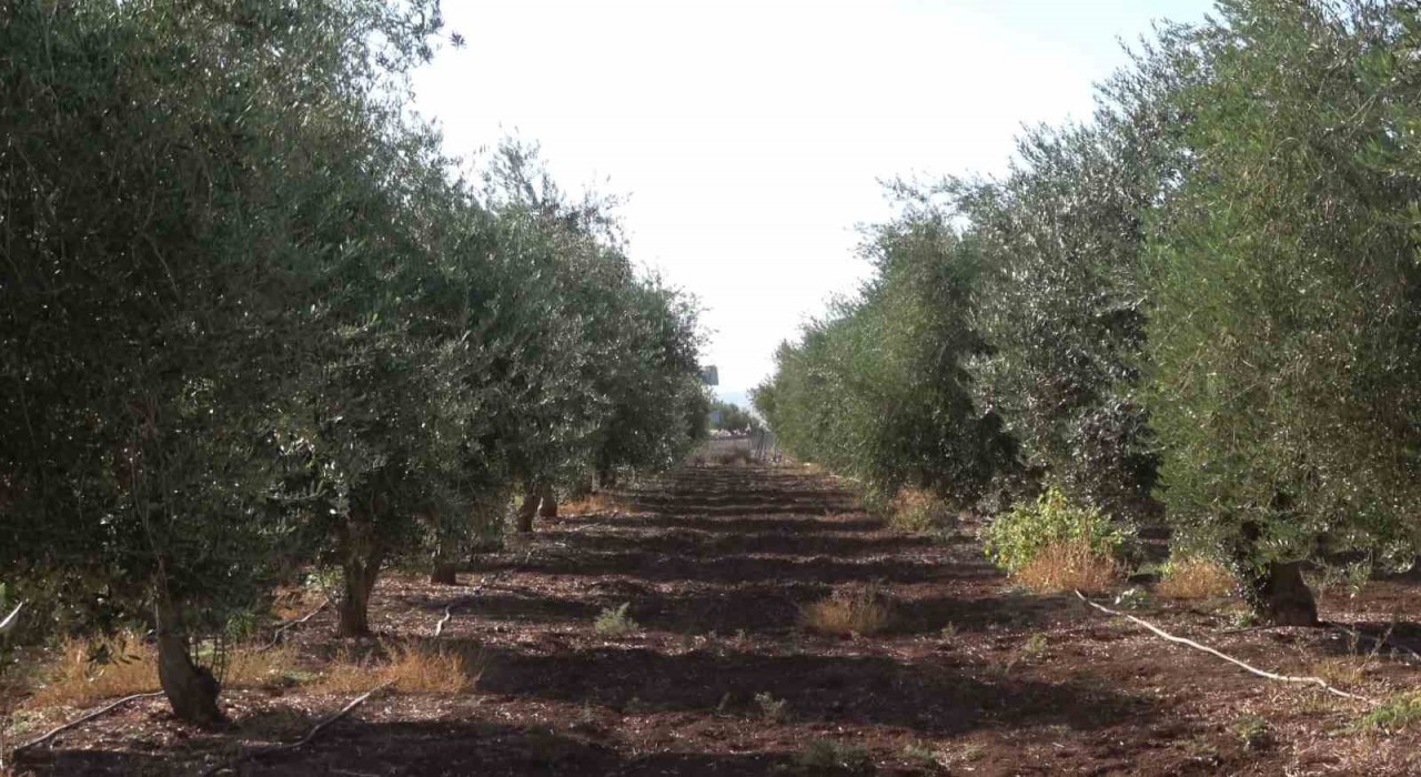 İdilde zeytini don vurdu