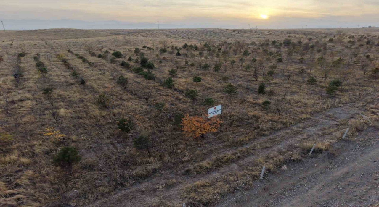 Iğdırda fidanlar toprakla buluştu