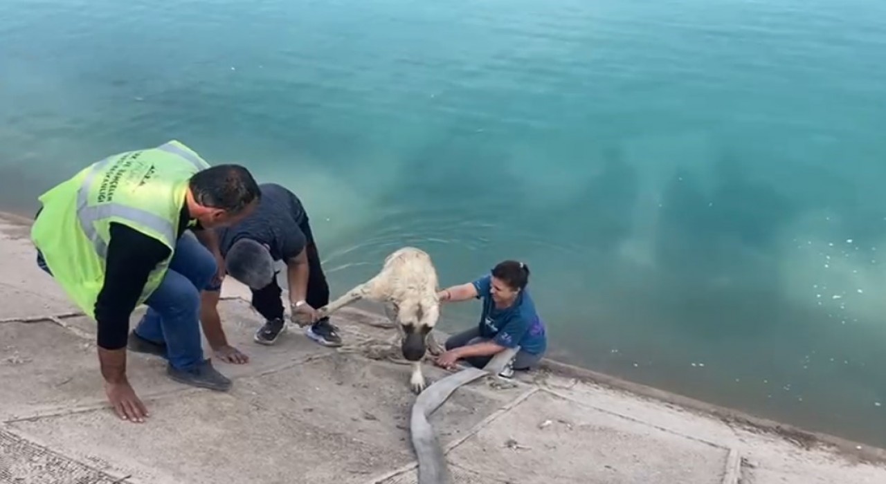 İki çocuklu kahraman anne Fırata düşen kangalı böyle kurtardı