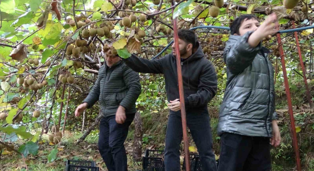 İrandan gelen kivi fiyatları ucuzlatıyor