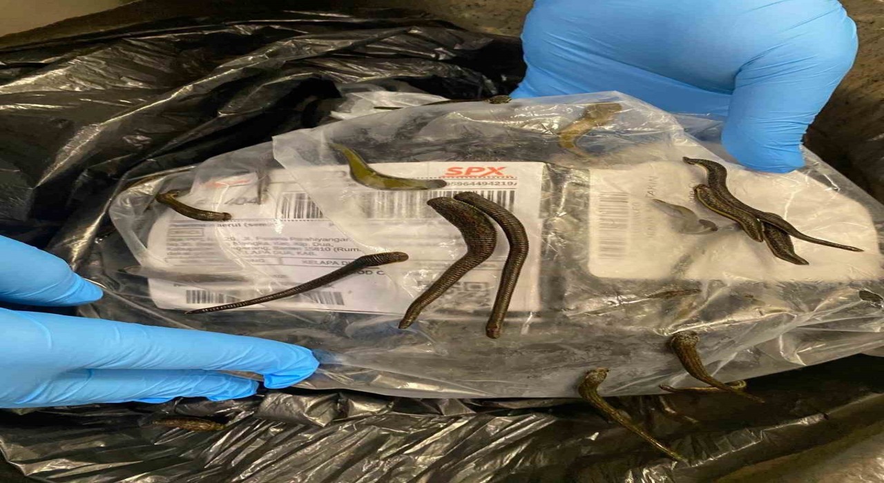 İstanbul Havalimanında 5 bin adet tıbbi sülük ele geçirildi