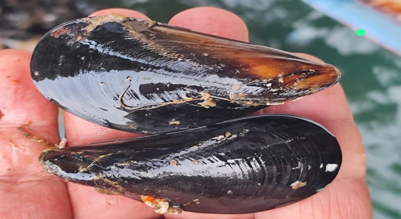 İstanbuldaki gıda zehirlenmesi ve kaçak midye gerçeği