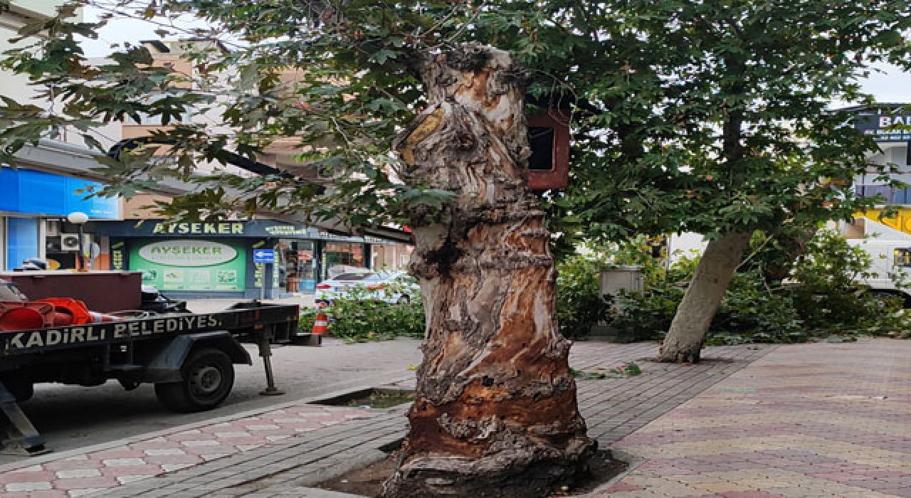 Kadirli’de Kurtlanan Ağaç Güvenlik Gerekçesiyle Kaldırıldı