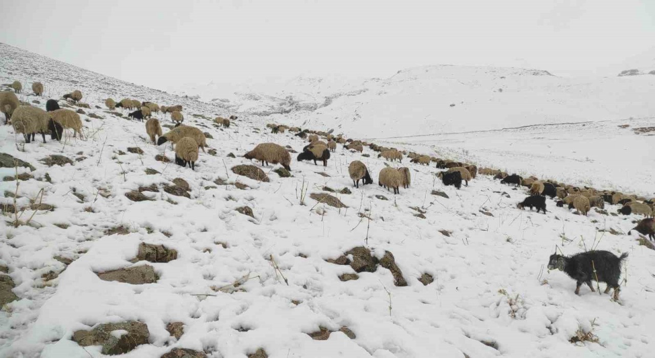 Kar yağdı, koyun sürüsü yaylada kaldı