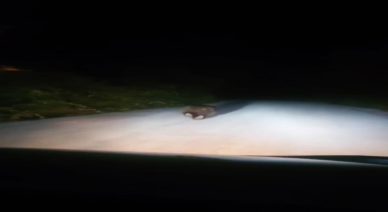 Karabükte yolda koşan ayı kamerada