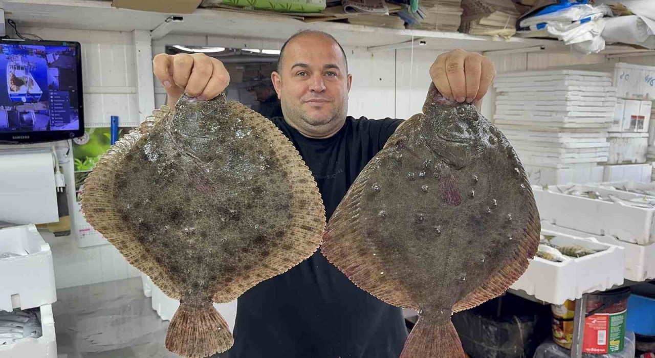 Karadenizde hamsi bereketi diğer balık türlerini de canlandırdı