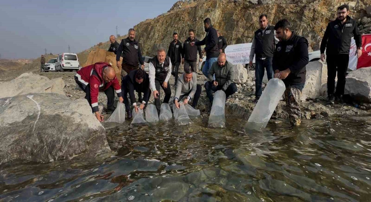 Karakaya Baraj Gölüne 420 bin yavru balık bırakıldı
