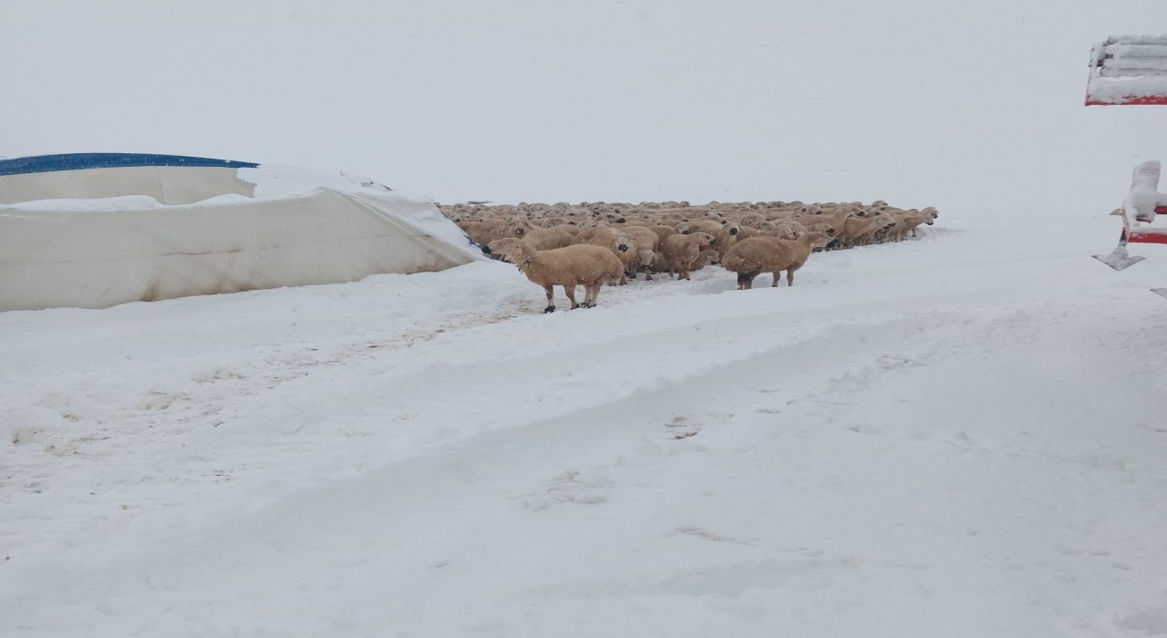 Karın ağırlığına dayanamayan çadır çöktü, 8 koyun telef oldu