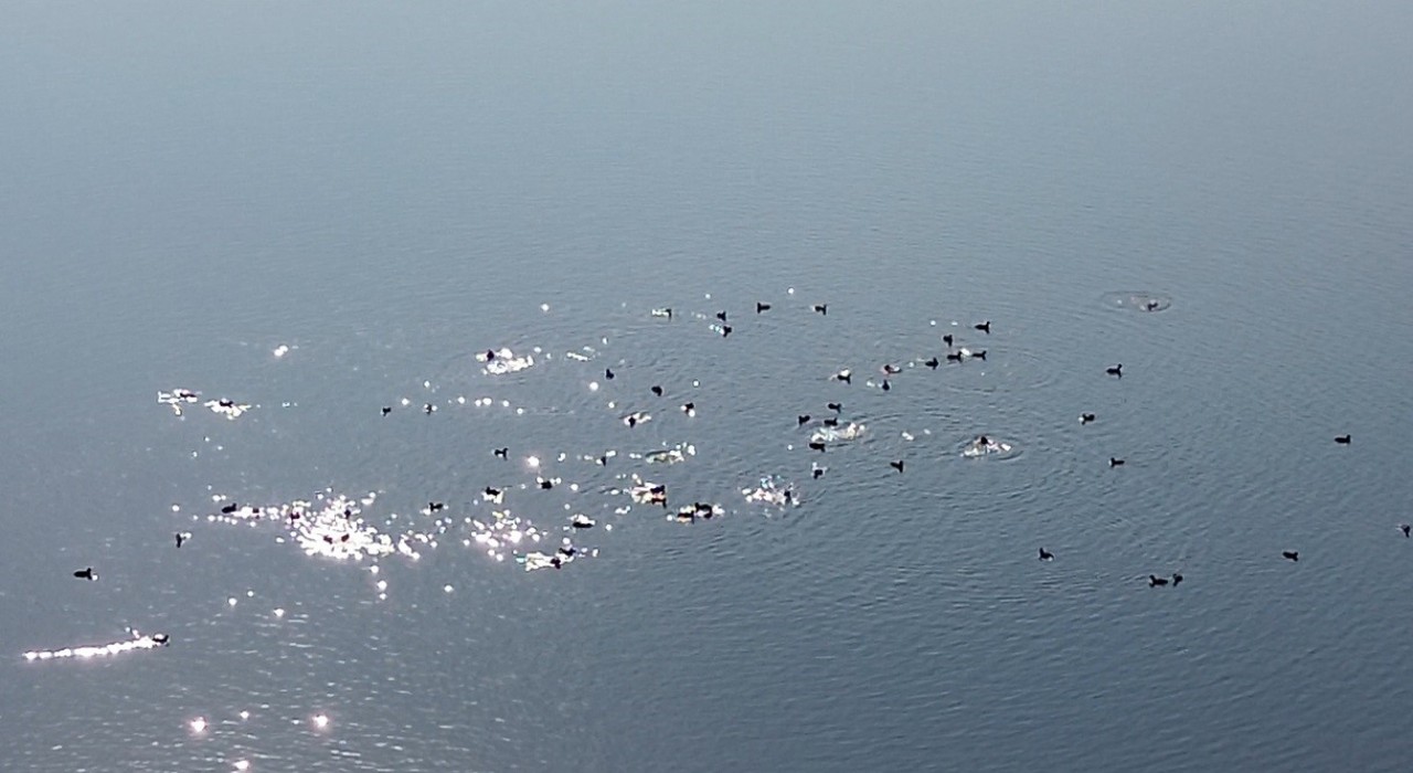 Kars Barajı, göçmen kuşların yeni mekan