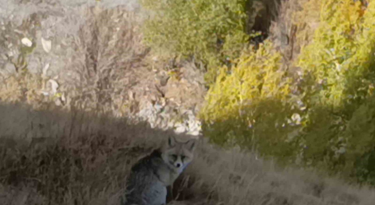 Karsta kızıl tilki yiyecek ararken görüntülendi