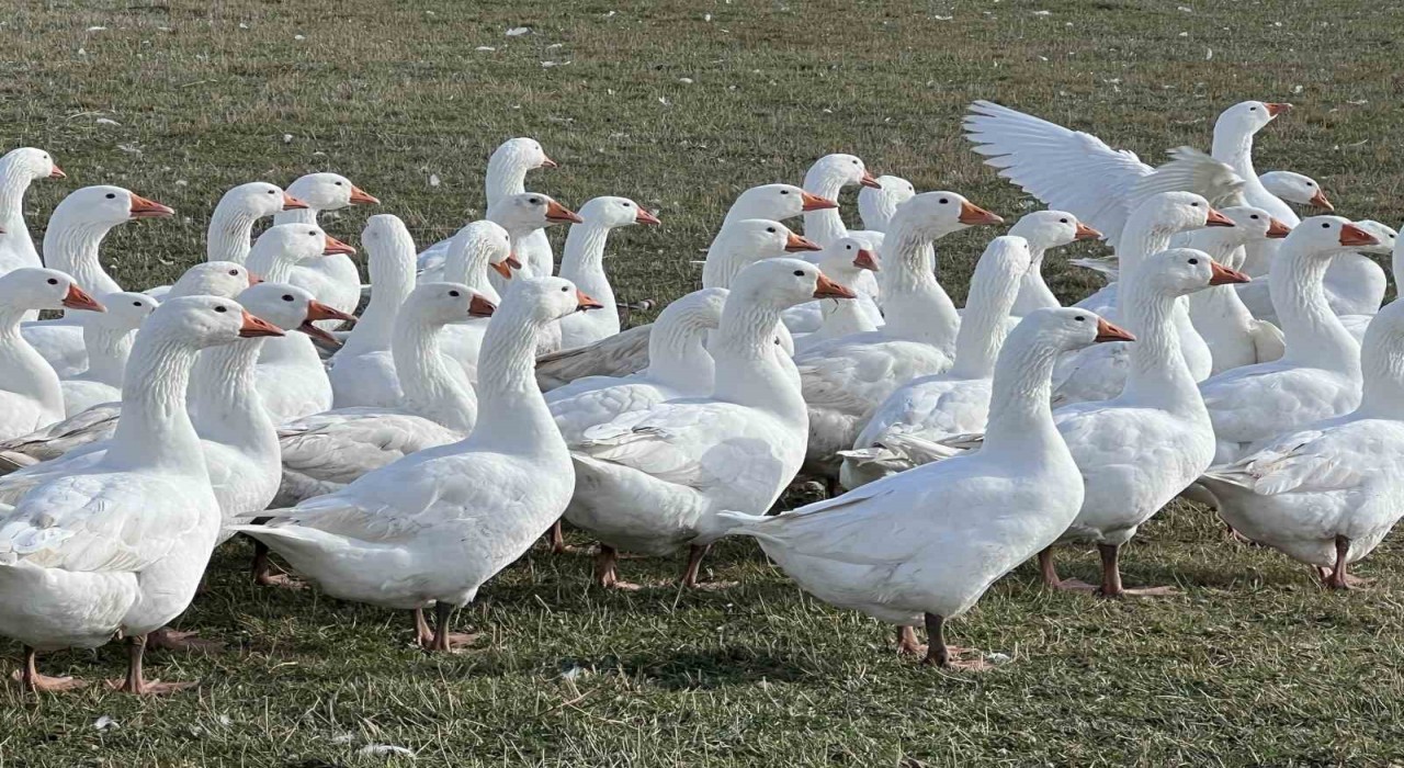 Karsta sofralarının vazgeçilmezi: Kar yiyen kazlar kesime hazır