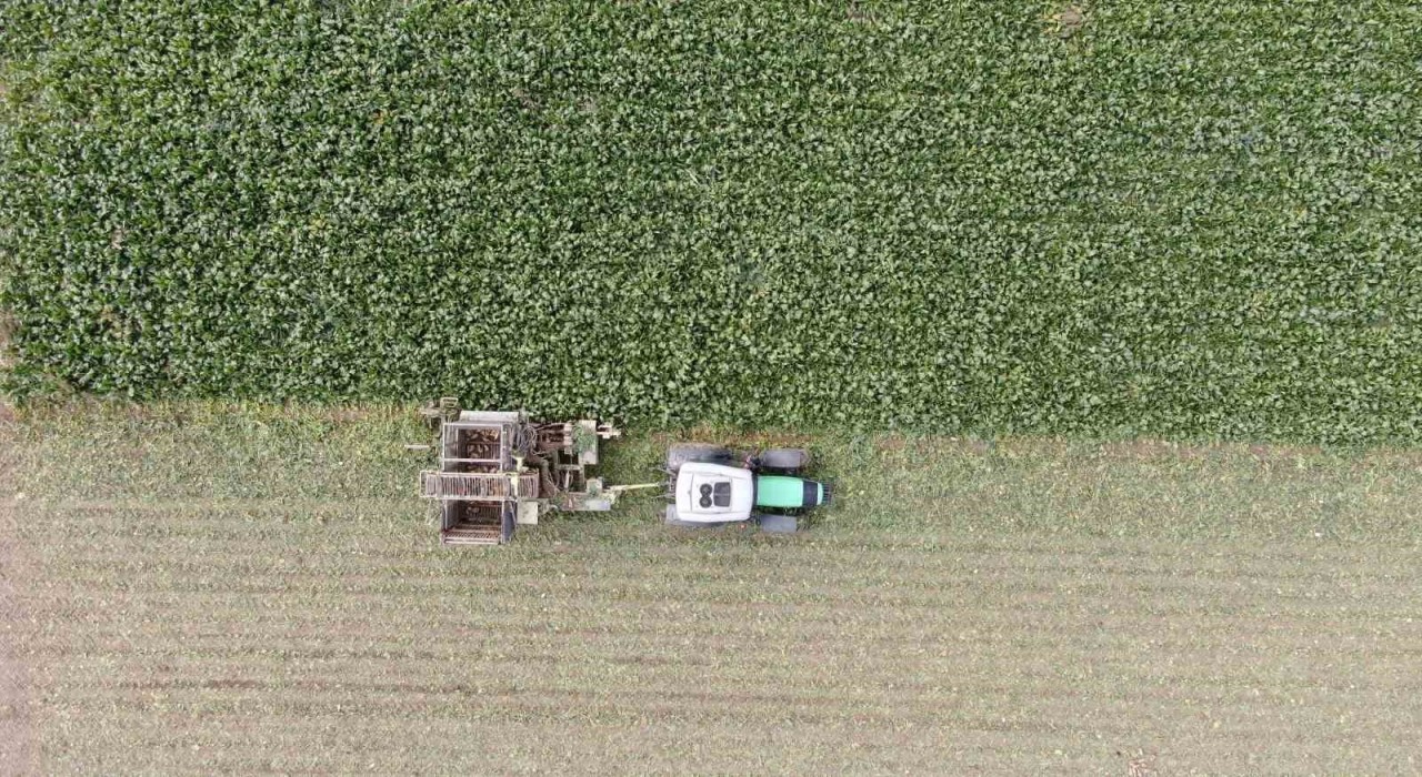 Kastamonuda çiftçilerin zorlu pancar mesaisi devam ediyor