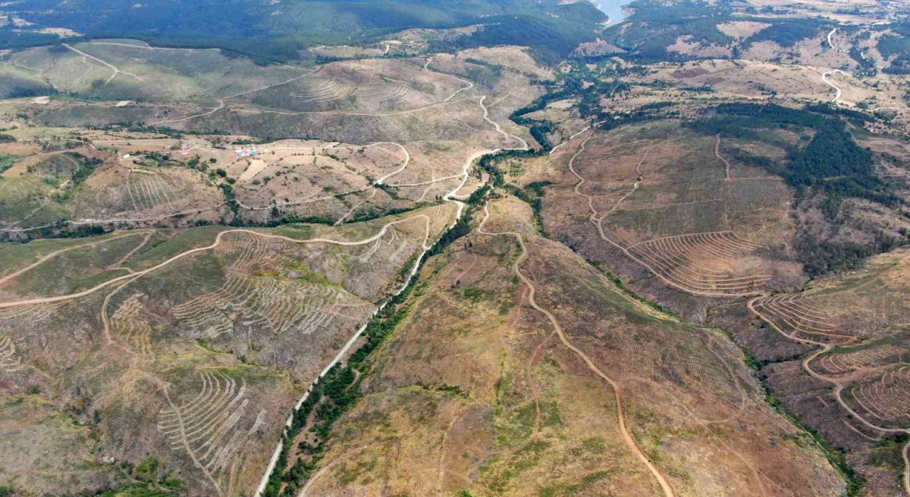 Kastamonuda küle dönen bin 256 hektarlık orman yeniden ağaçlandırılıyor