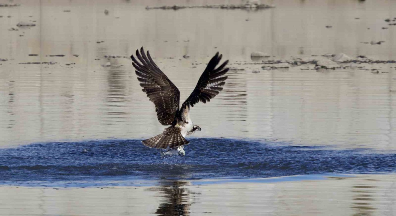 Kastamonuda kuş fotoğrafçıları avlanan balık kartallarını görüntüledi