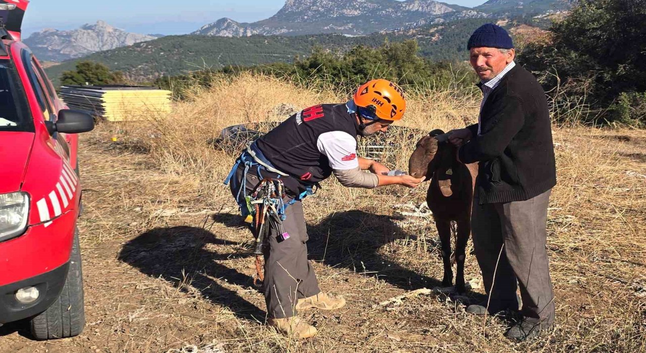 Kaya oyuğuna düşen ve 3 gün mahsur kalan keçi, film gibi operasyonla kurtarıldı