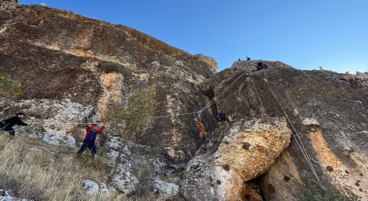 Kayalıklarda mahsur kalan 25 keçi kurtarıldı