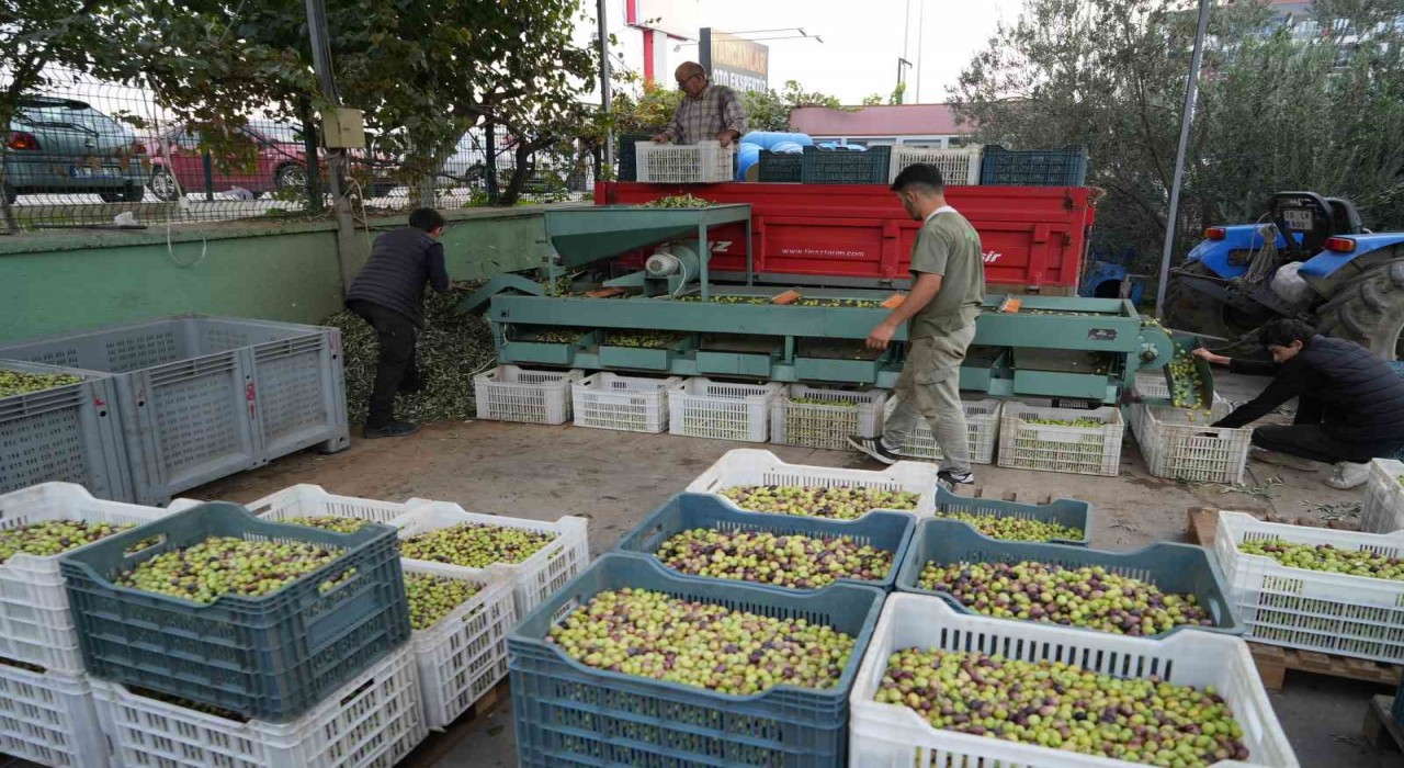 Kazdağlarında tescilli yeşil çizik zeytin için elek mesaisi başladı