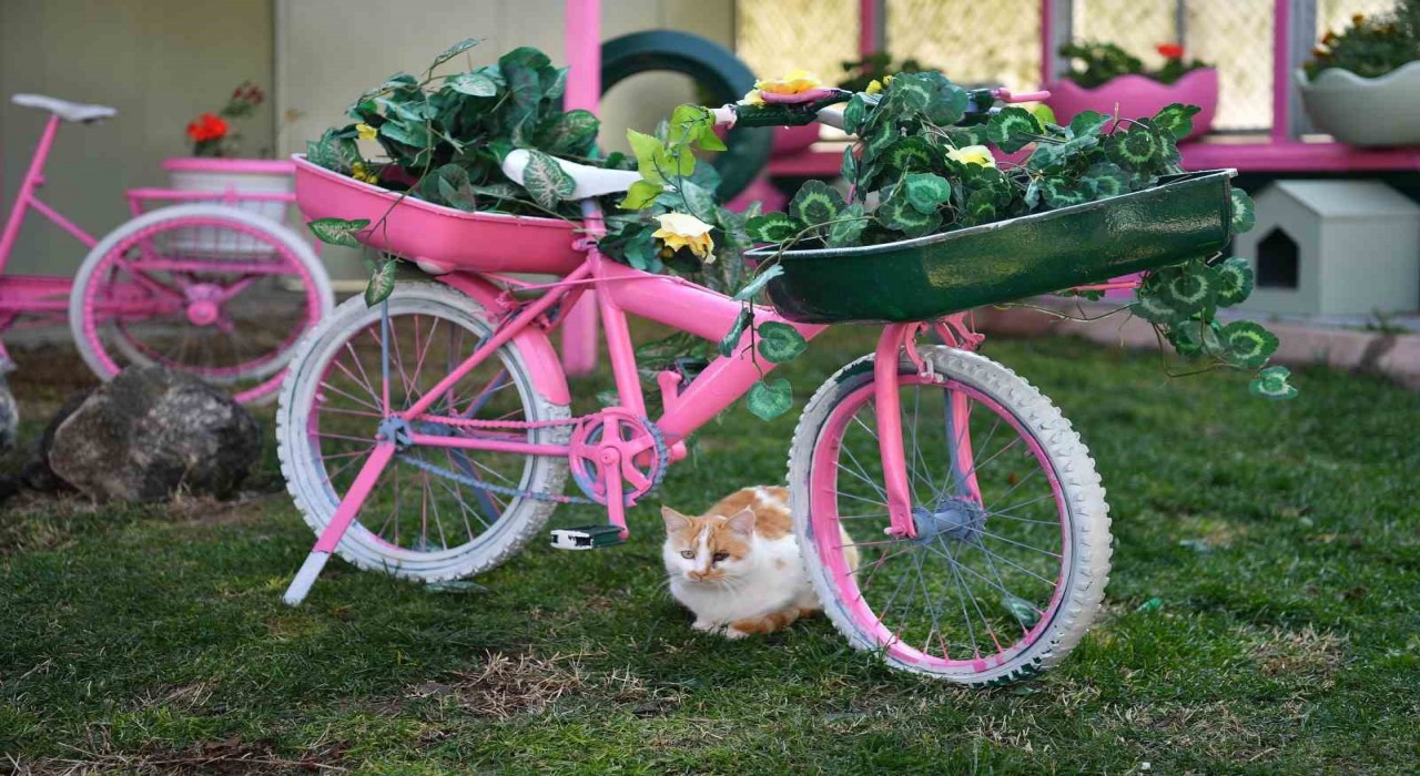 Kedi Bakım Evi örnek hizmet sunuyor