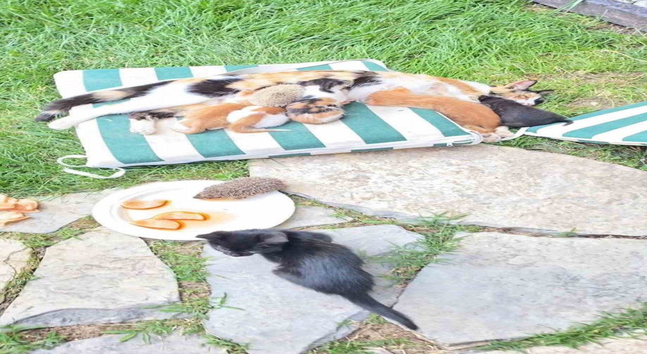 Kedi ve kirpilerin süt kardeşliği