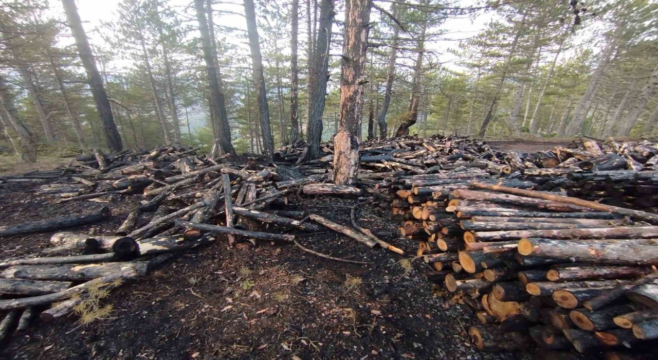 Kesim sahasında yangın paniği: 80 ster çam ağacı zarar gördü