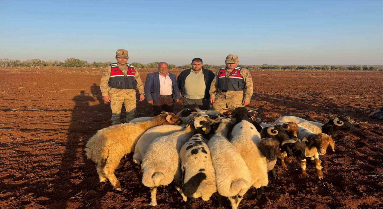 Kiliste kaybolan 19 küçükbaş hayvan jandarma tarafından bulundu