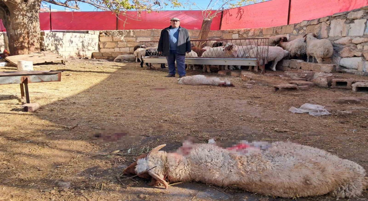 Kiliste kurt saldırısında 3 küçükbaş telef oldu