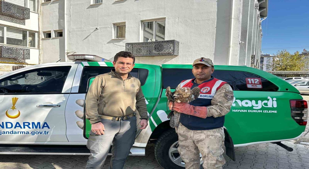 Kiliste yaralı kızıl şahin koruma altına alındı