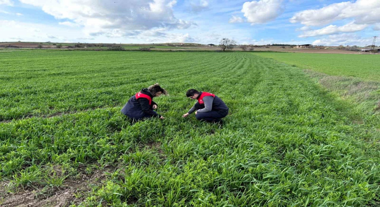 Kırklarelinde tarlalara ekilen kuraklığa dayanıklı yem bitkilerinin kontrolleri yapıldı