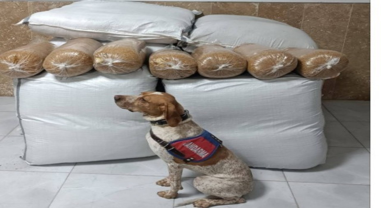 Kırşehirde yolcu otobüsünde 400 kilogram kaçak tütün ele geçirildi