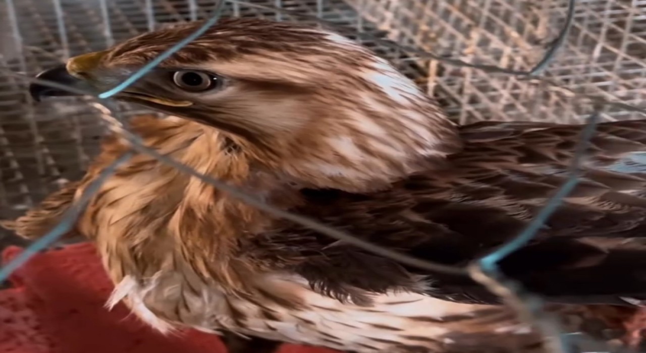 Kızıl şahin emin ellerde