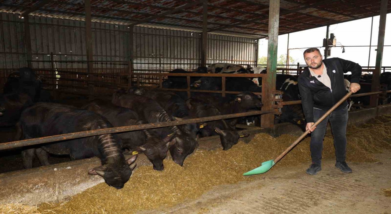 Kocaelide manda sayısı artıyor