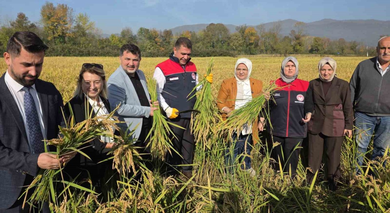 Konuralp pirincinde damlama sulama bereketi
