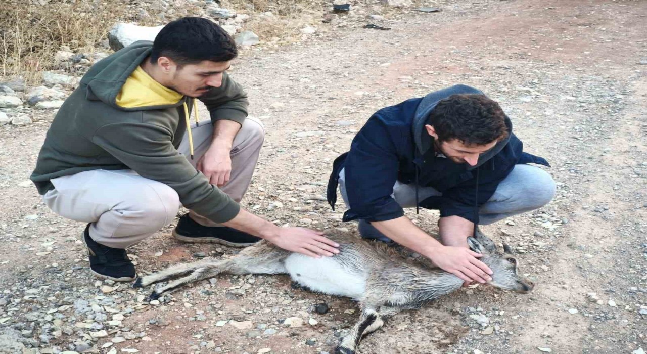 Köpeklerin saldırdığı yavru dağ keçisini 3 kilometre sırtında taşıdılar