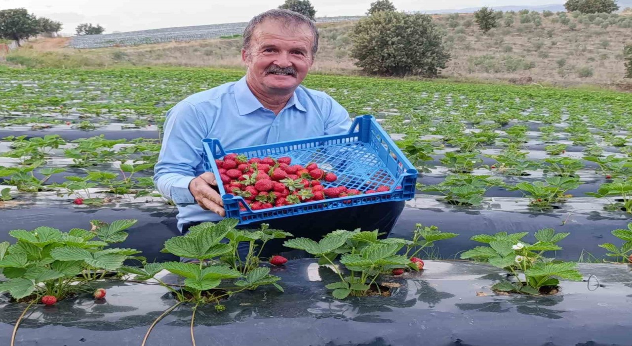 Köprübaşında kasım ayında çilek bereketi