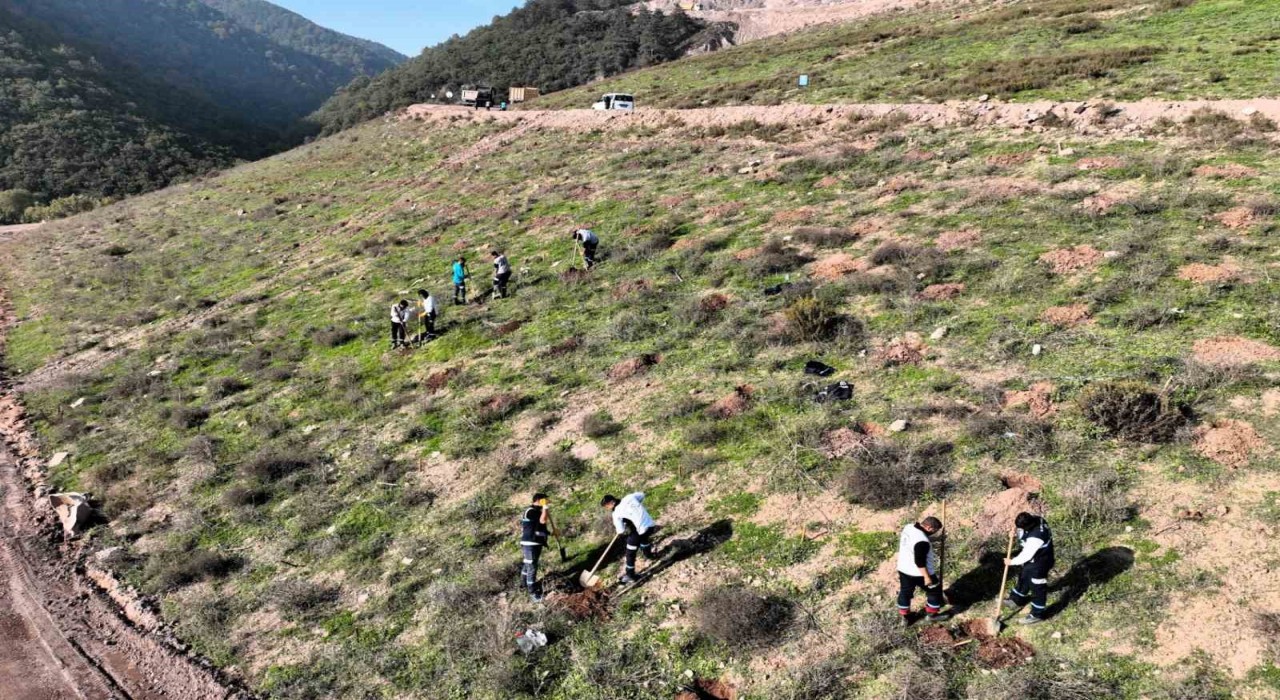 Körfeze 3 bin 300 Toros sediri dikilecek