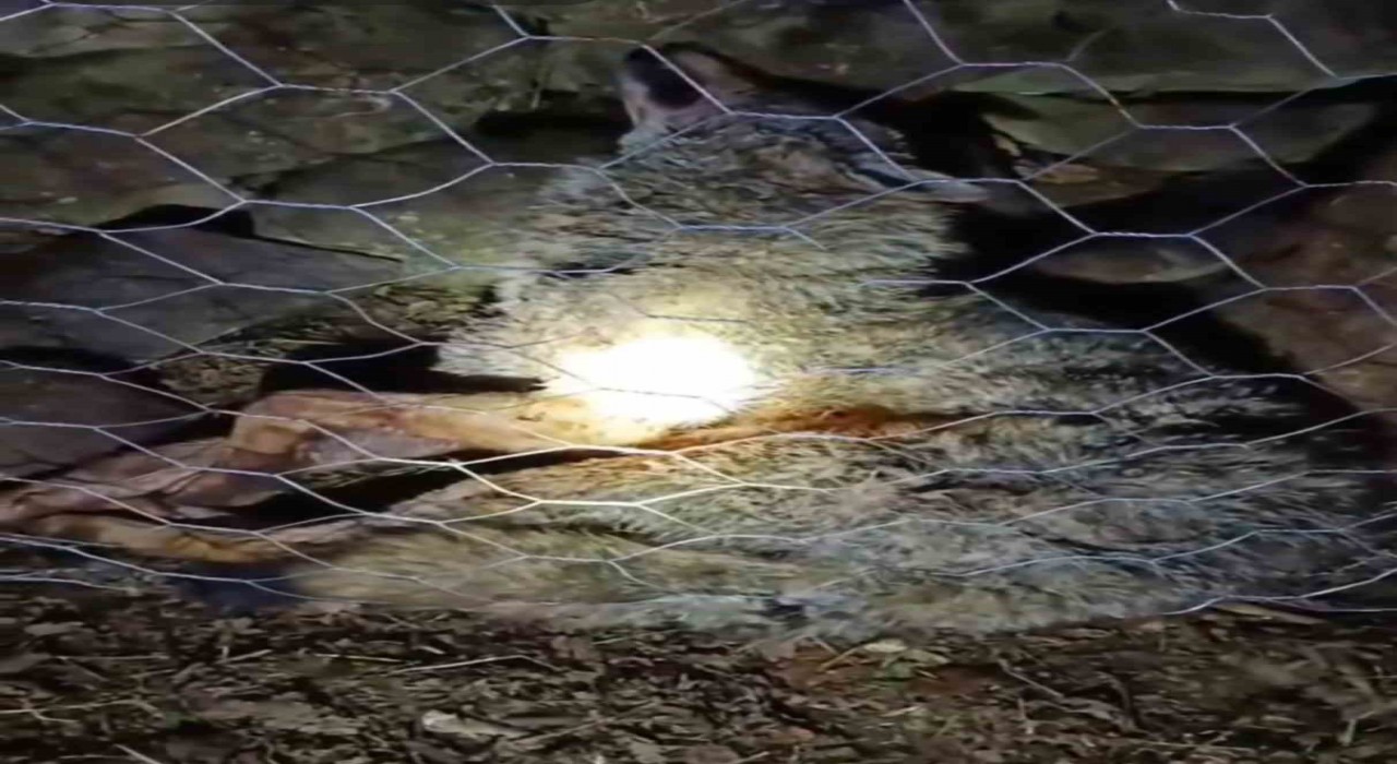 Koyun sürüsüne saldıran kurta çoban köpekleri geçit vermedi