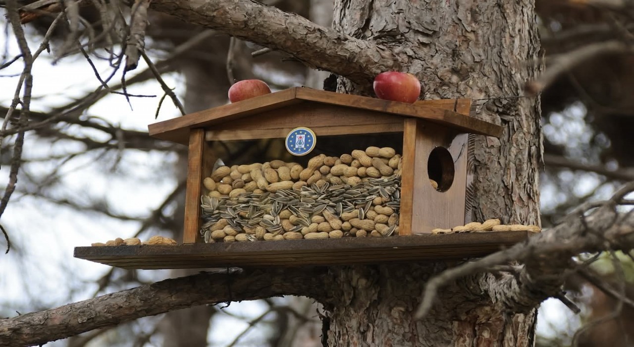 Kütahya Belediyesinden sincap ve kuşlara kış esteği
