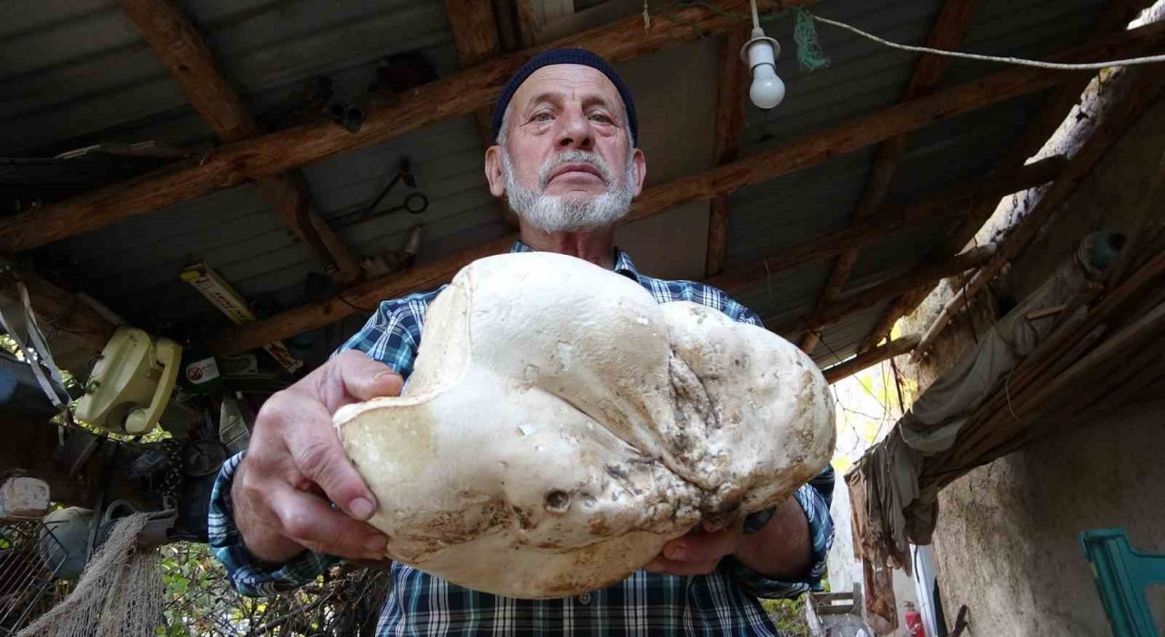 Kütahyada 3 kilo dev mantar bulundu