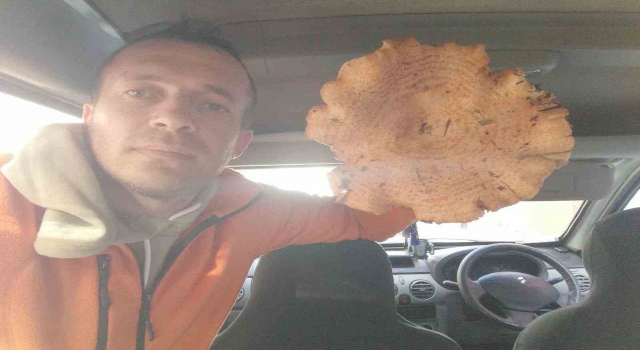 Kütahyada bulunan dev mantar şaşırttı