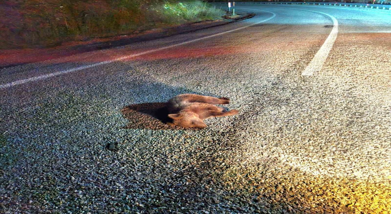 Kütahyada yavru ayı kara yolunda telef oldu